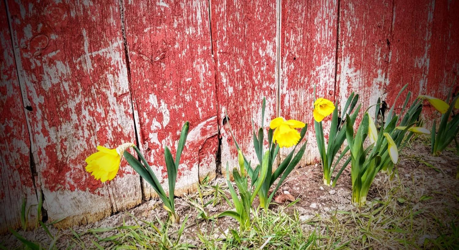 Weathered red fence with yellow daffodils growing in front