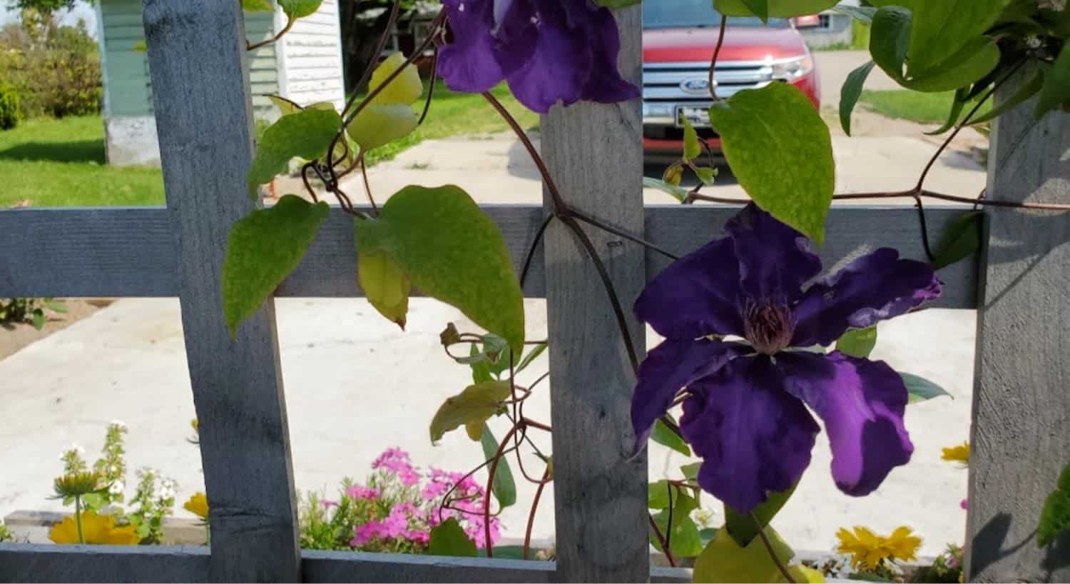 Close up view of a trellis with purple flowers growing up it