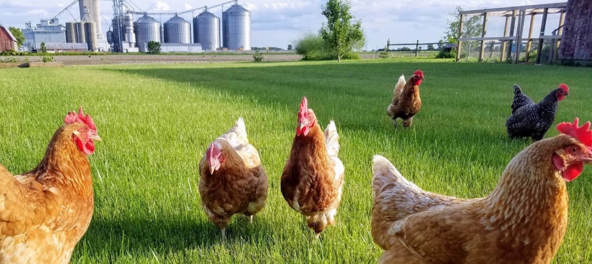 Brown and black chickens running in green grass with grainery in the background